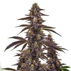 Auto Cherry Pie, Фасовка: 3+1